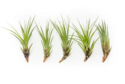 SALE - Tillandsia Melanocrater Tricolor Air Plants - Set Of 10, 20 Or 30 - 70% Off