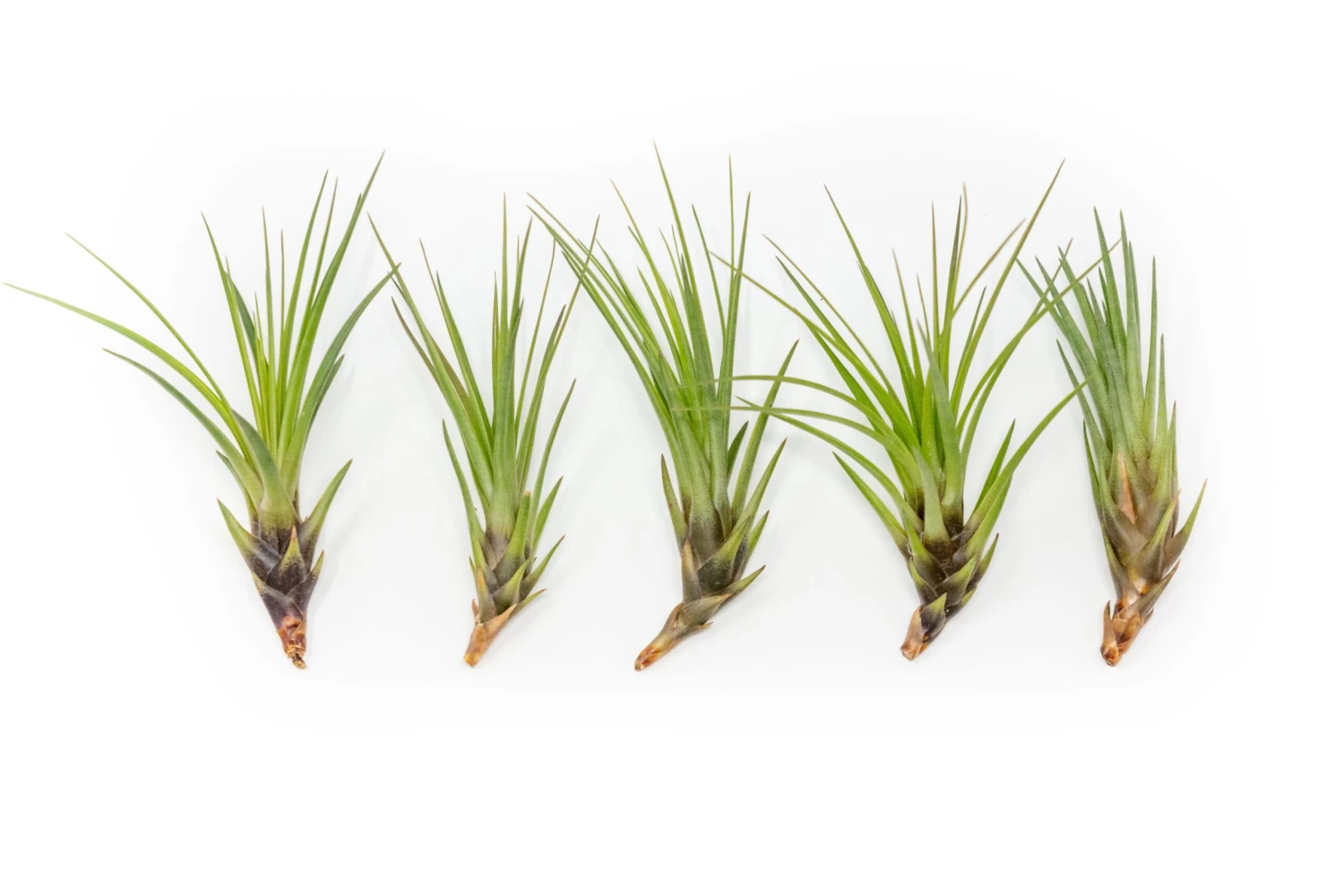 SALE - Tillandsia Melanocrater Tricolor Air Plants - Set Of 10, 20 Or 30 - 70% Off 1 SALE - Tillandsia Melanocrater Tricolor Air Plants - Set Of 10, 20 Or 30 - 70% Off