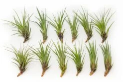 SALE - Tillandsia Melanocrater Tricolor Air Plants - Set Of 10, 20 Or 30 - 70% Off 6 SALE - Tillandsia Melanocrater Tricolor Air Plants - Set Of 10, 20 Or 30 - 70% Off -Air plant supply co. Tillandsia Air Plant Melanocrater 6