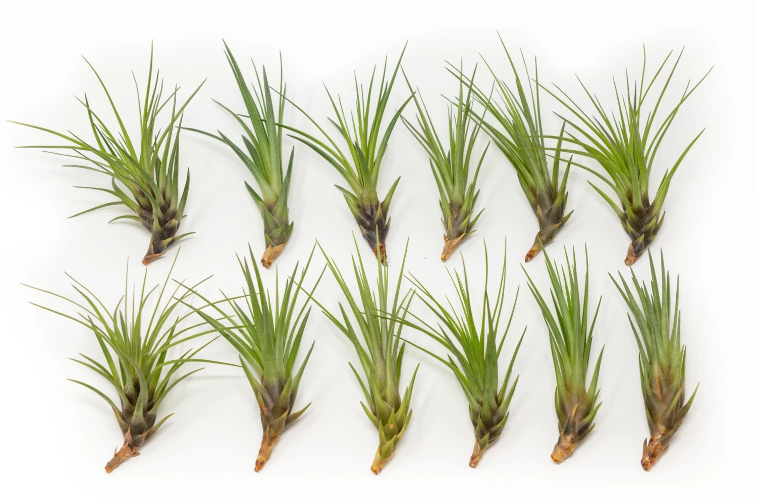 SALE - Tillandsia Melanocrater Tricolor Air Plants - Set Of 10, 20 Or 30 - 70% Off 3 SALE - Tillandsia Melanocrater Tricolor Air Plants - Set Of 10, 20 Or 30 - 70% Off - Image 3