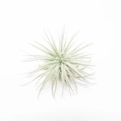 3 Tillandsia Tectorum Ecuador Air Plants For $12 -Air plant supply co. Tillandsia Air Plant Mini Tectorum 2