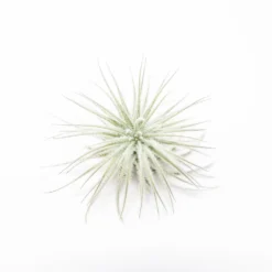 3 Tillandsia Tectorum Ecuador Air Plants For $12 -Air plant supply co. Tillandsia Air Plant Mini Tectorum 2 scaled