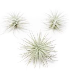 3 Tillandsia Tectorum Ecuador Air Plants For $12