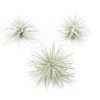 3 Tillandsia Tectorum Ecuador Air Plants For $12