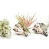 Black Murex Seashell With Assorted Tillandsia Air Plant
