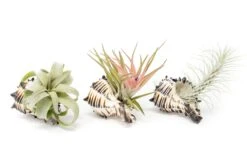 Black Murex Seashell With Assorted Tillandsia Air Plant