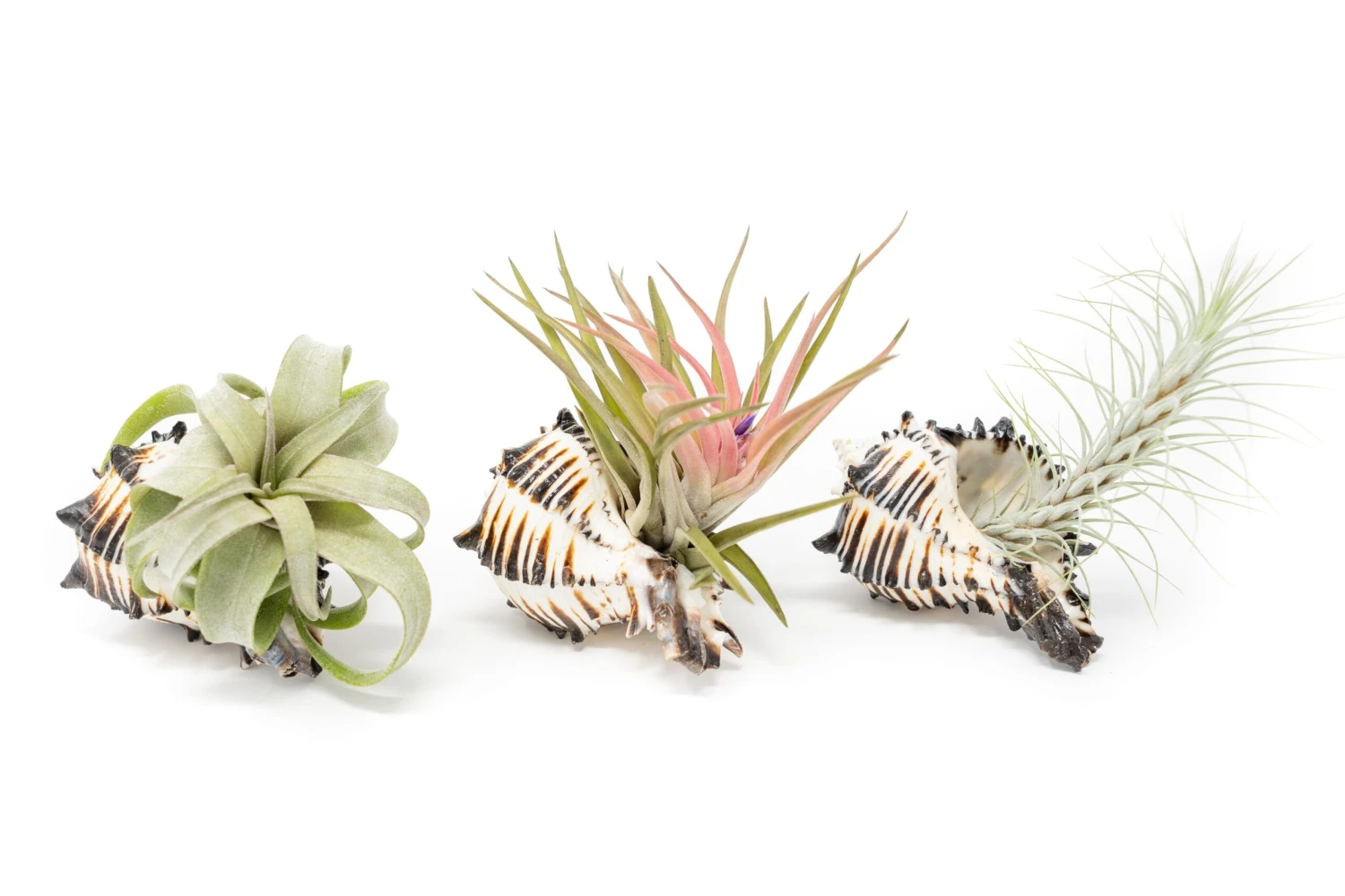 Black Murex Seashells With Tillandsia Streptophylla, Velutina, & Funckiana Air Plants 1 Black Murex Seashells With Tillandsia Streptophylla, Velutina, & Funckiana Air Plants