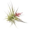 [IN BLOOM NOW!] Tillandsia Murorum Air Plant