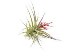 [IN BLOOM NOW!] Tillandsia Murorum Air Plant
