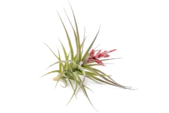 [IN BLOOM NOW!] Tillandsia Murorum Air Plant