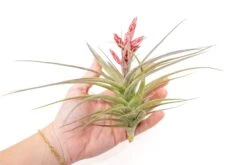 [IN BLOOM NOW!] Tillandsia Murorum Air Plant -Air plant supply co. Tillandsia Air Plant Murorum 5