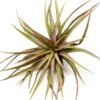 Tillandsia Novakii Air Plant