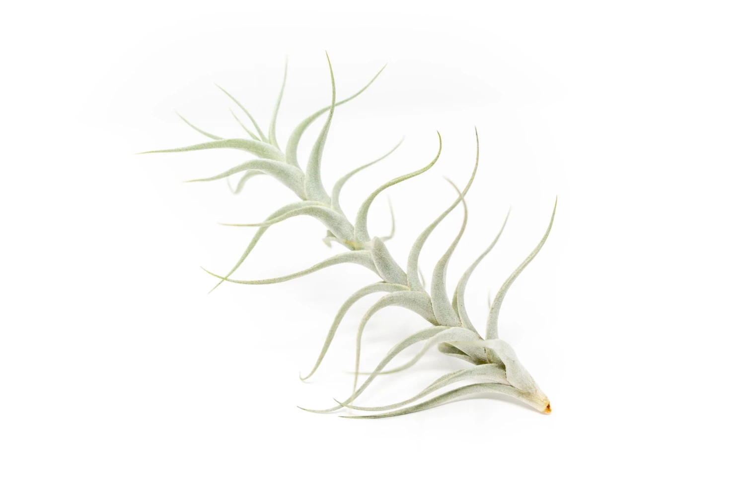Tillandsia Albida 'Minor' Air Plants 2 Tillandsia Albida 'Minor' Air Plants - Image 2
