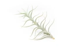 Tillandsia Albida 'Minor' Air Plants 8 Tillandsia Albida 'Minor' Air Plants -Air plant supply co. Tillandsia Air Plant Premium Albida2