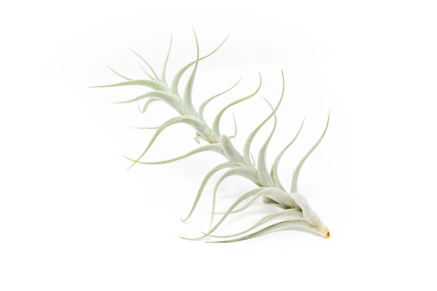 Tillandsia Albida 'Minor' Air Plants 3 Tillandsia Albida 'Minor' Air Plants - Image 3