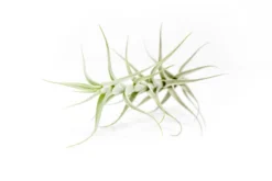 Tillandsia Albida 'Minor' Air Plants -Air plant supply co. Tillandsia Air Plant Premium Albida3 scaled