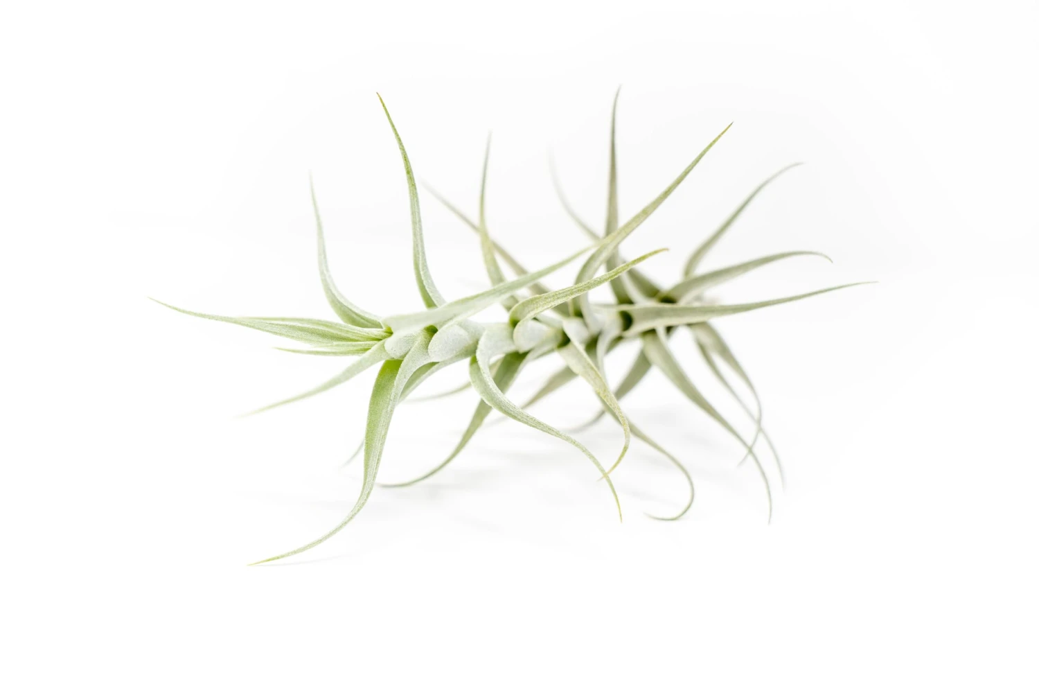 Tillandsia Albida 'Minor' Air Plants 4 Tillandsia Albida 'Minor' Air Plants - Image 4
