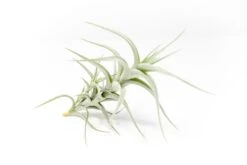 Tillandsia Albida 'Minor' Air Plants 10 Tillandsia Albida 'Minor' Air Plants -Air plant supply co. Tillandsia Air Plant Premium Albida4