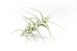 Tillandsia Albida 'Minor' Air Plants -Air plant supply co. Tillandsia Air Plant Premium Albida4 scaled