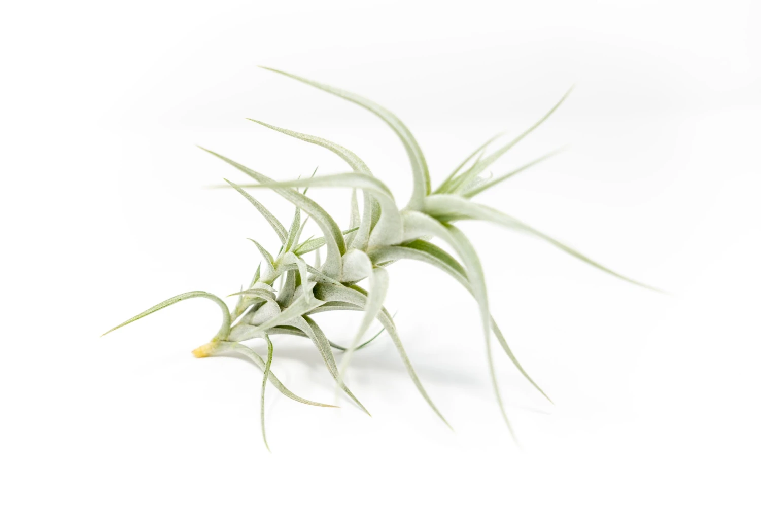 Tillandsia Albida 'Minor' Air Plants 5 Tillandsia Albida 'Minor' Air Plants - Image 5
