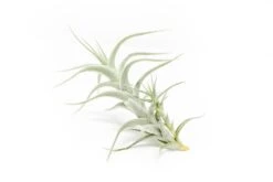 Tillandsia Albida 'Minor' Air Plants 11 Tillandsia Albida 'Minor' Air Plants -Air plant supply co. Tillandsia Air Plant Premium Albida5