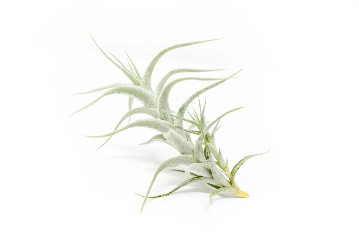 Tillandsia Albida 'Minor' Air Plants 6 Tillandsia Albida 'Minor' Air Plants - Image 6
