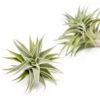 Tillandsia Edithae Air Plants