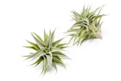 Tillandsia Edithae Air Plants