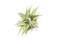 Tillandsia Edithae Air Plants -Air plant supply co. Tillandsia Air Plant Premium Edithae3