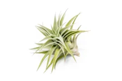Tillandsia Edithae Air Plants -Air plant supply co. Tillandsia Air Plant Premium Edithae3 scaled