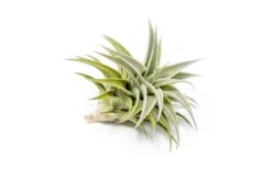 Tillandsia Edithae Air Plants -Air plant supply co. Tillandsia Air Plant Premium Edithae4