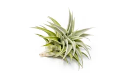 Tillandsia Edithae Air Plants -Air plant supply co. Tillandsia Air Plant Premium Edithae4 scaled