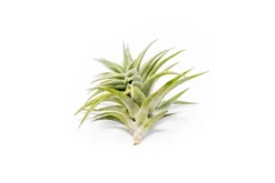 Tillandsia Edithae Air Plants -Air plant supply co. Tillandsia Air Plant Premium Edithae5 scaled