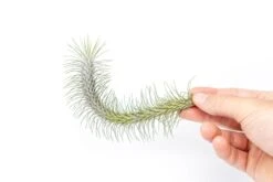 Tillandsia Funckiana V. Recurvifolia Air Plant