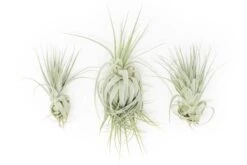 Tillandsia Gardneri - Various Ecotypes 10 Tillandsia Gardneri - Various Ecotypes -Air plant supply co. Tillandsia Air Plant Premium Gardneri1