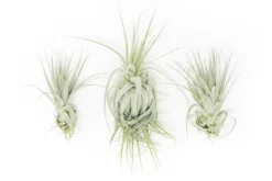 Tillandsia Gardneri - Various Ecotypes -Air plant supply co. Tillandsia Air Plant Premium Gardneri1 scaled