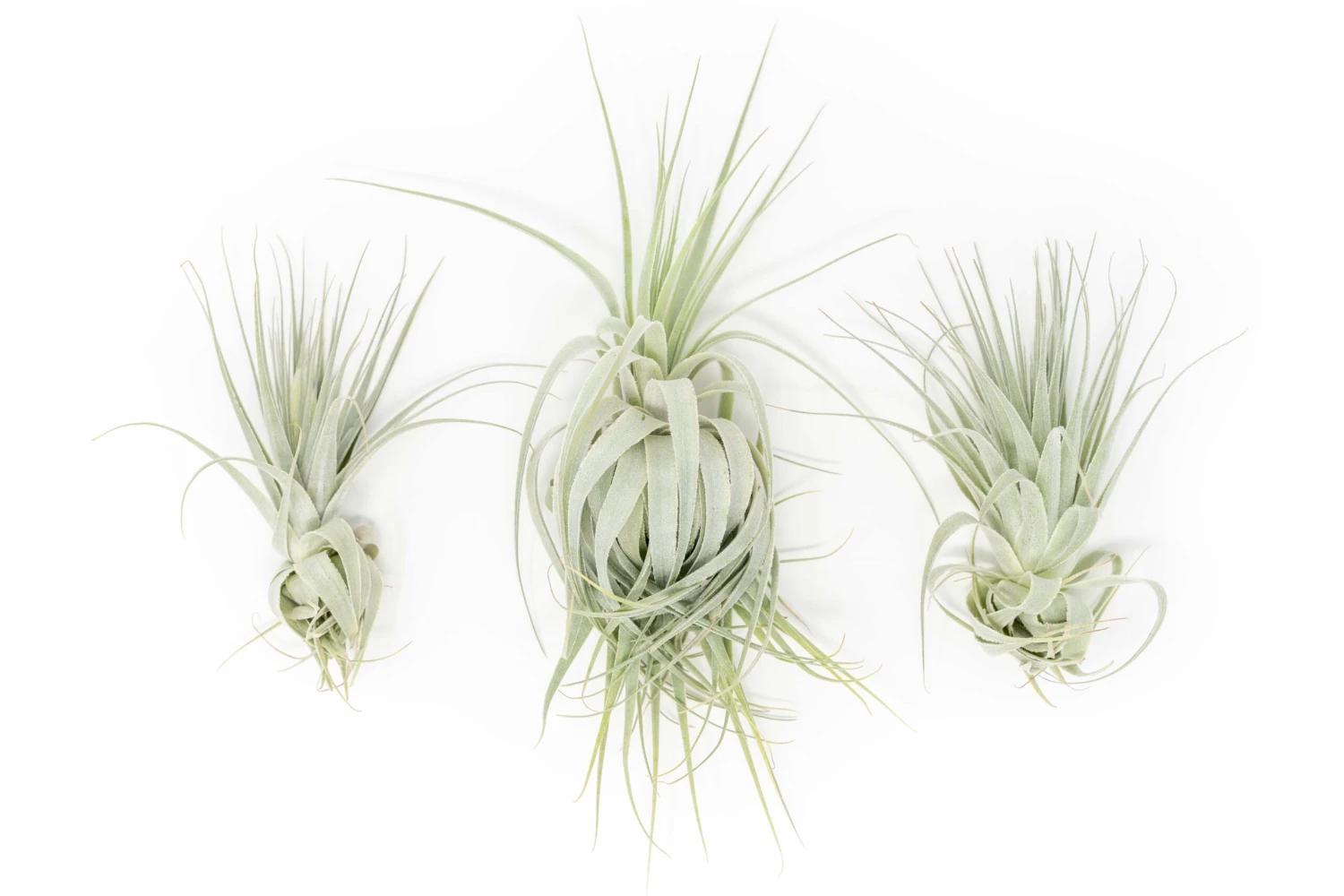 Tillandsia Gardneri - Various Ecotypes 5 Tillandsia Gardneri - Various Ecotypes - Image 5
