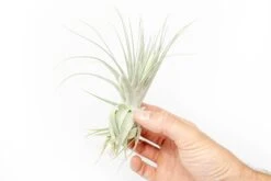 Tillandsia Gardneri - Various Ecotypes 8 Tillandsia Gardneri - Various Ecotypes -Air plant supply co. Tillandsia Air Plant Premium Gardneri2