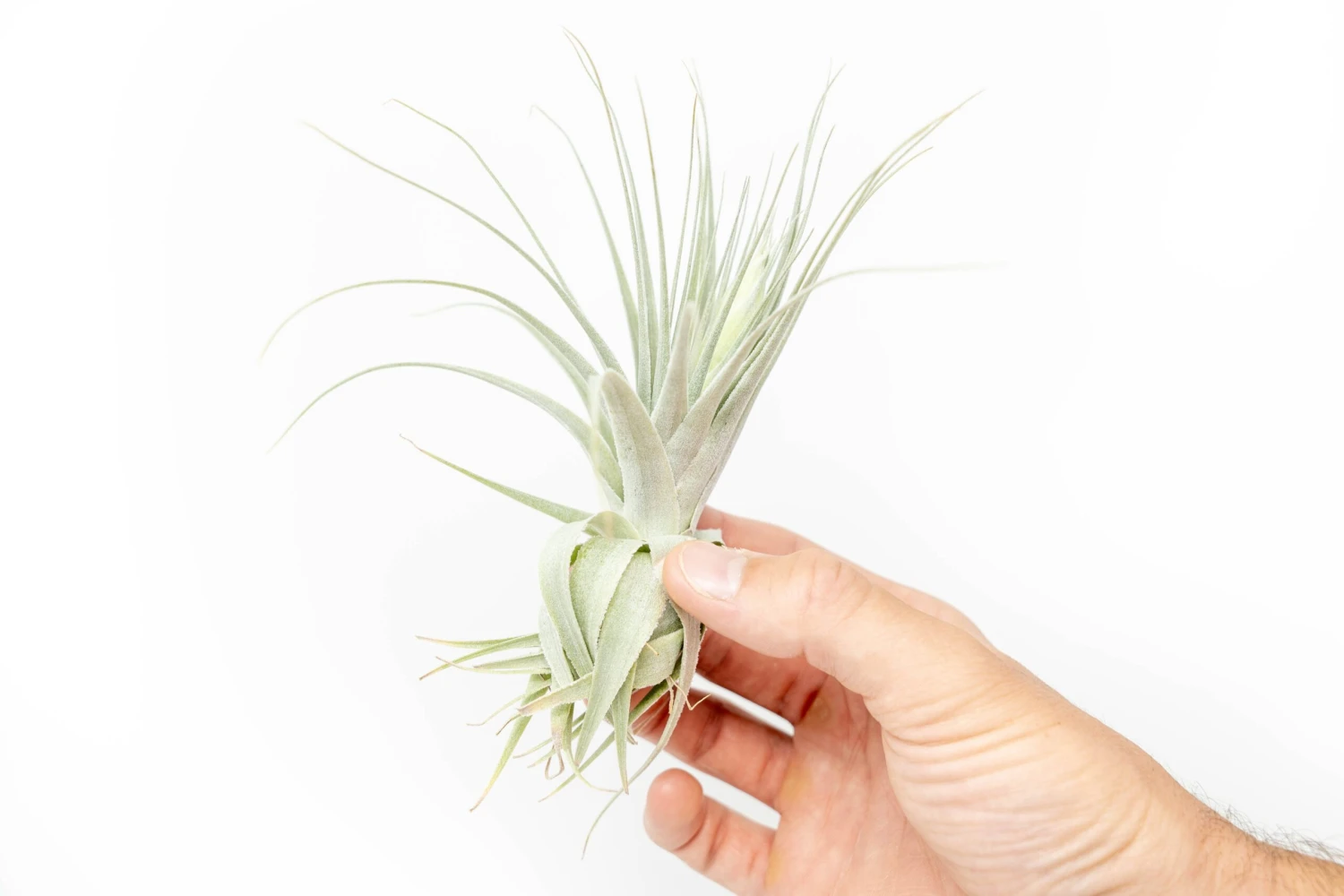 Tillandsia Gardneri - Various Ecotypes 3 Tillandsia Gardneri - Various Ecotypes - Image 3
