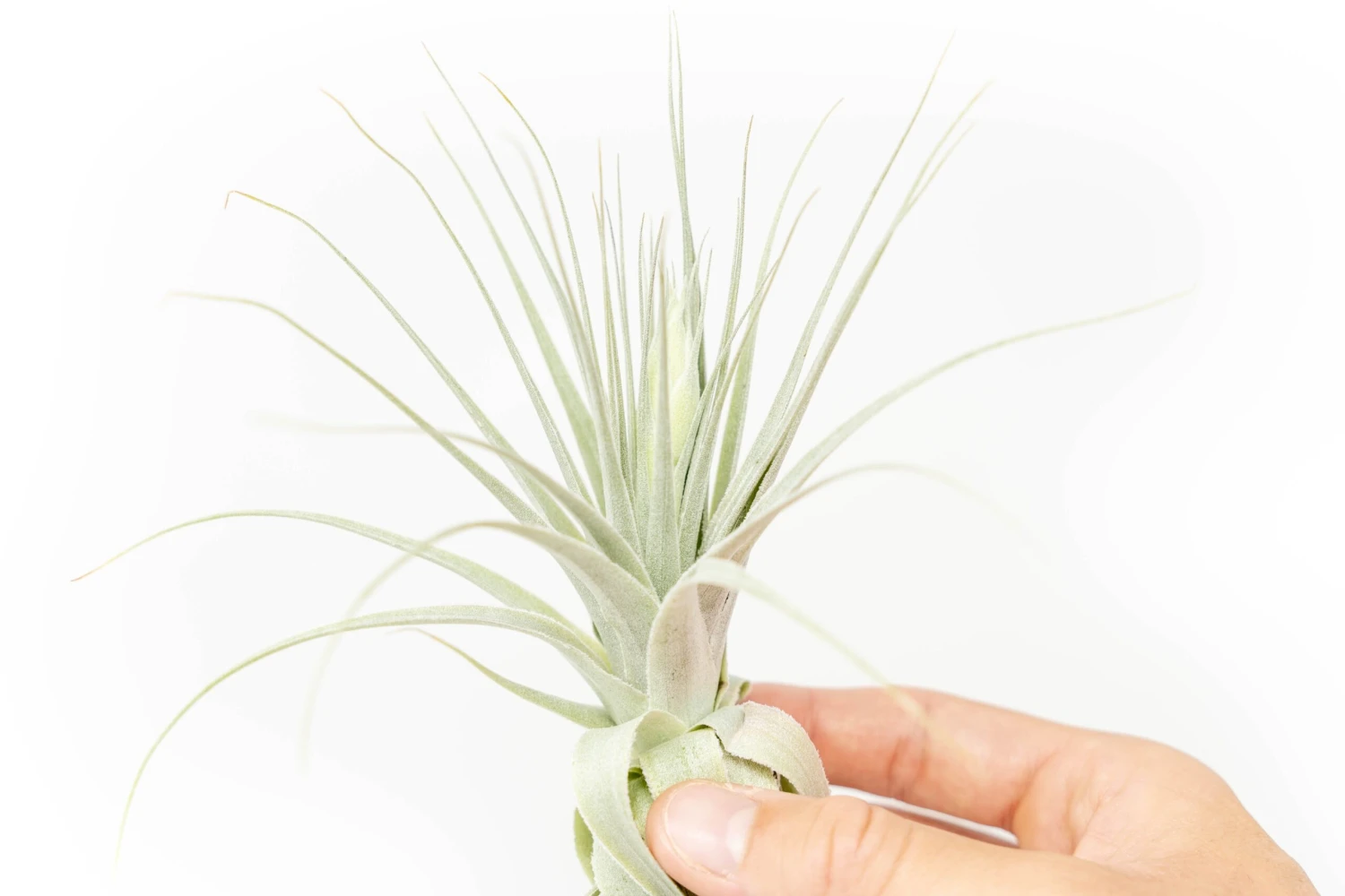 Tillandsia Gardneri - Various Ecotypes 2 Tillandsia Gardneri - Various Ecotypes - Image 2