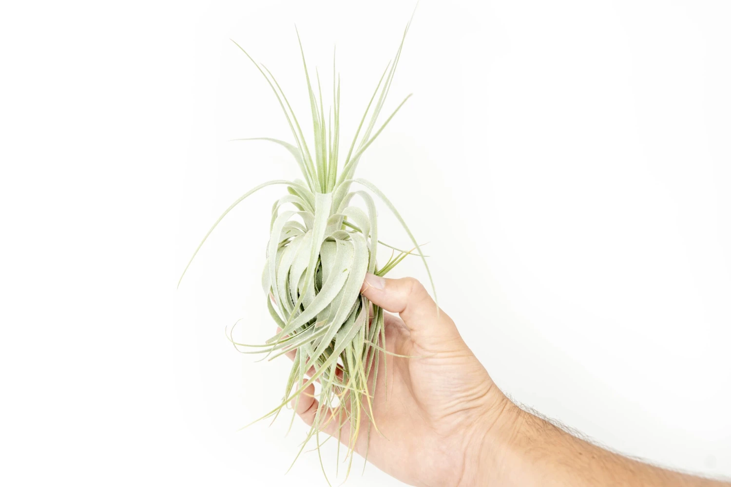 Tillandsia Gardneri - Various Ecotypes 1 Tillandsia Gardneri - Various Ecotypes