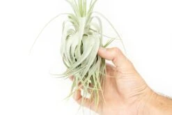 Tillandsia Gardneri - Various Ecotypes 9 Tillandsia Gardneri - Various Ecotypes -Air plant supply co. Tillandsia Air Plant Premium Gardneri5