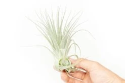 Tillandsia Gardneri - Various Ecotypes 11 Tillandsia Gardneri - Various Ecotypes -Air plant supply co. Tillandsia Air Plant Premium Gardneri6