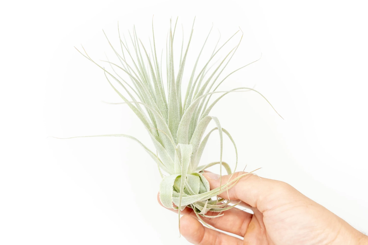 Tillandsia Gardneri - Various Ecotypes 6 Tillandsia Gardneri - Various Ecotypes - Image 6