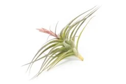 [IN BLOOM NOW!] Tillandsia Murorum Air Plant -Air plant supply co. Tillandsia Air Plant Premium Murorum1