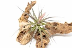[IN BLOOM NOW!] Tillandsia Murorum Air Plant -Air plant supply co. Tillandsia Air Plant Premium Murorum2