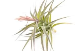 [IN BLOOM NOW!] Tillandsia Murorum Air Plant -Air plant supply co. Tillandsia Air Plant Premium Murorum3