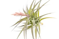 [IN BLOOM NOW!] Tillandsia Murorum Air Plant -Air plant supply co. Tillandsia Air Plant Premium Murorum3 scaled