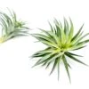 Tillandsia Neglecta Air Plant
