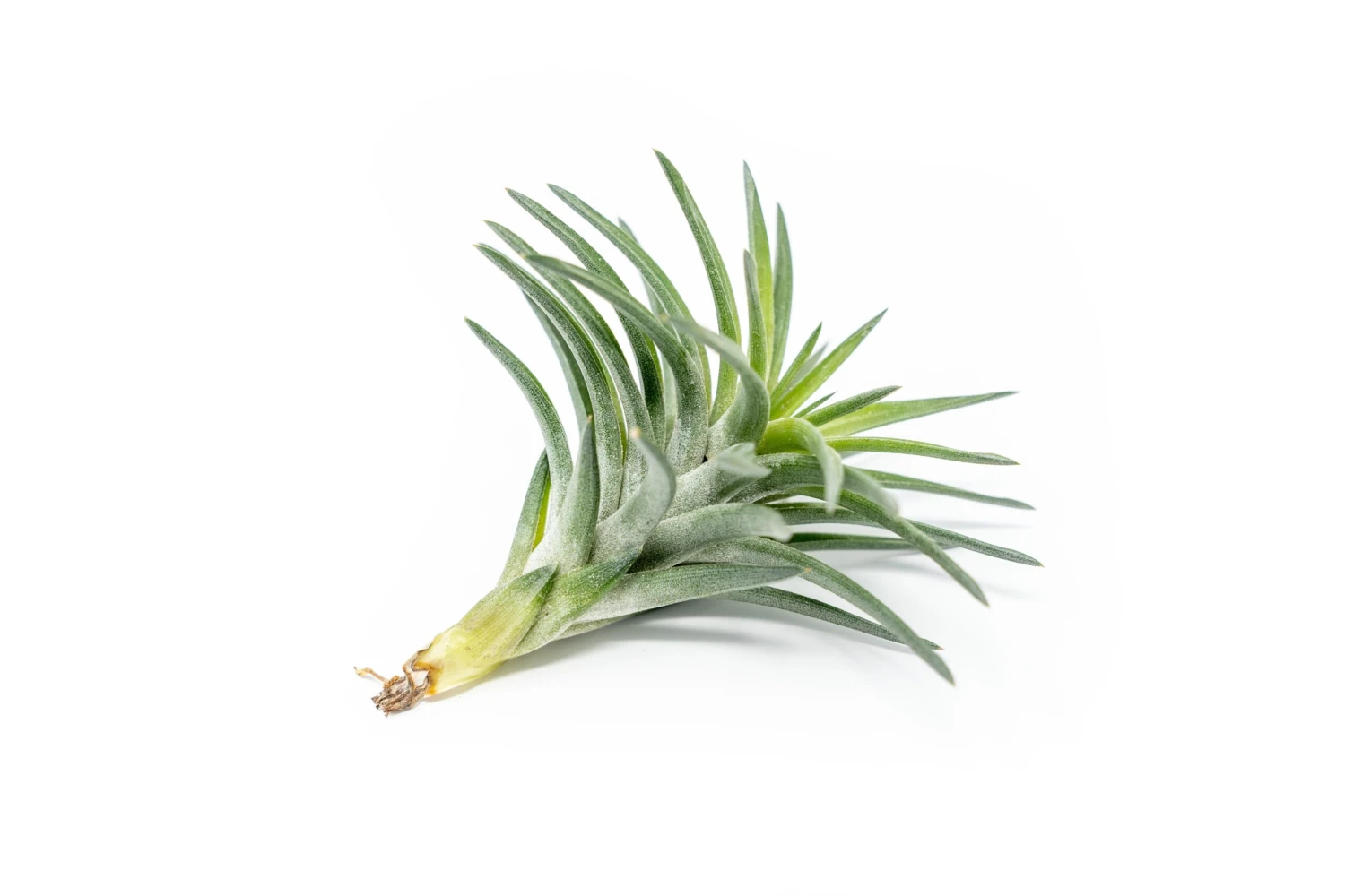 Tillandsia Neglecta Air Plant 2 Tillandsia Neglecta Air Plant - Image 2